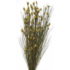 BELL REED PRESERVED  BASIL 36"-40"